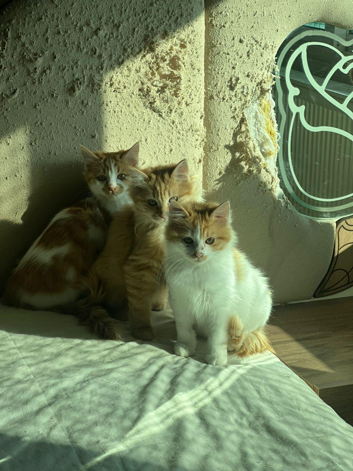 Enlarge Callo, the Fuzzy Cutie , a Adoptable mixed breed in Somerset, NJ image 6/6