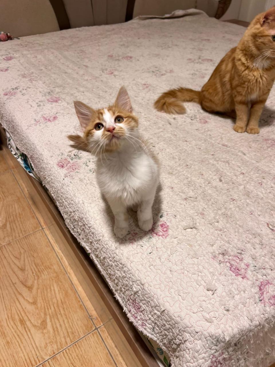 Enlarge Callo, the Fuzzy Cutie , a Adoptable mixed breed in Somerset, NJ image 4/6