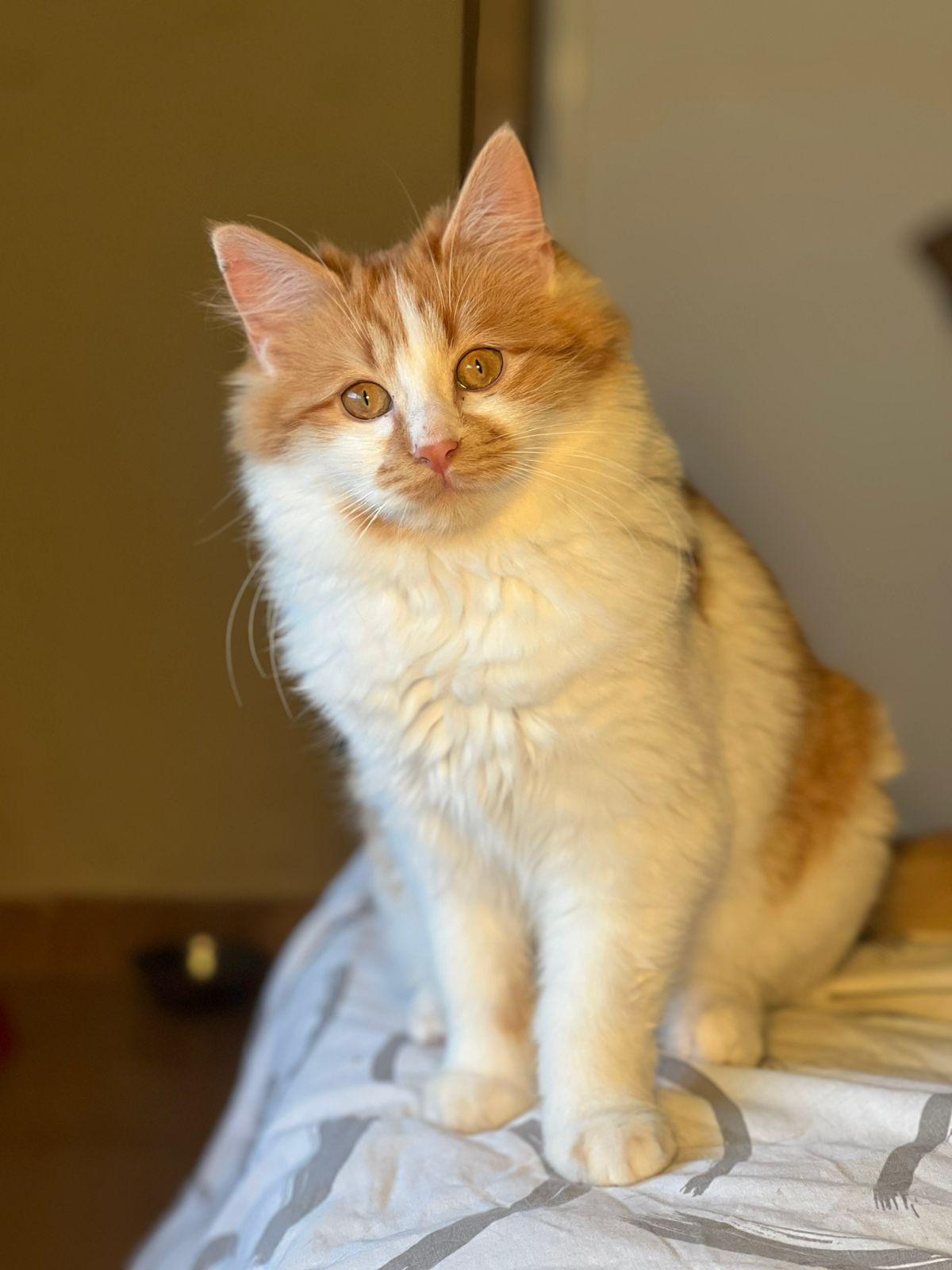 Enlarge Callo, the Fuzzy Cutie , a Adoptable mixed breed in Somerset, NJ image 1/6