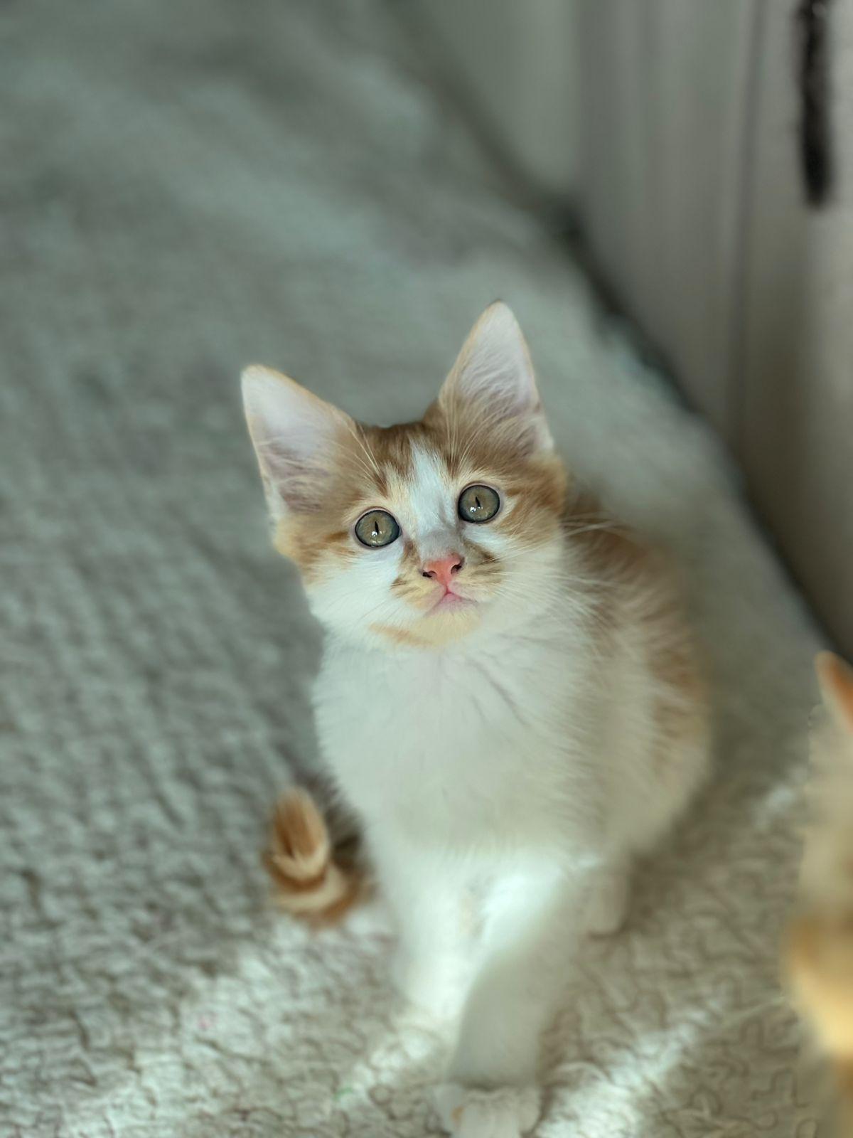 Enlarge Callo, the Fuzzy Cutie , a Adoptable mixed breed in Somerset, NJ image 5/6