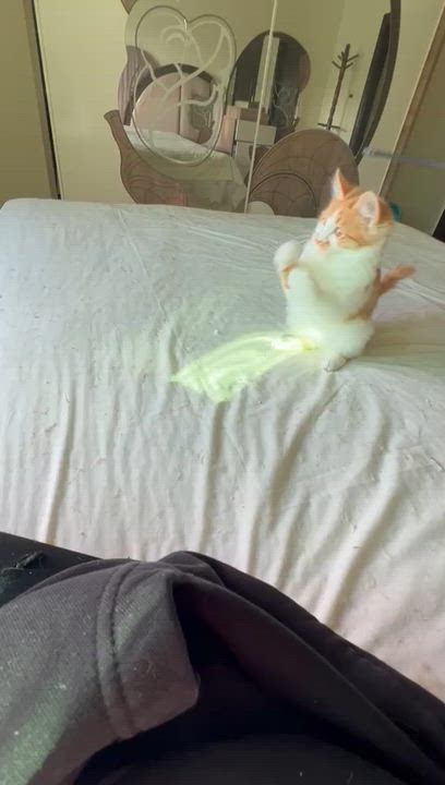 Enlarge Callo, the Fuzzy Cutie , a Adoptable mixed breed in Somerset, NJ video 3/6