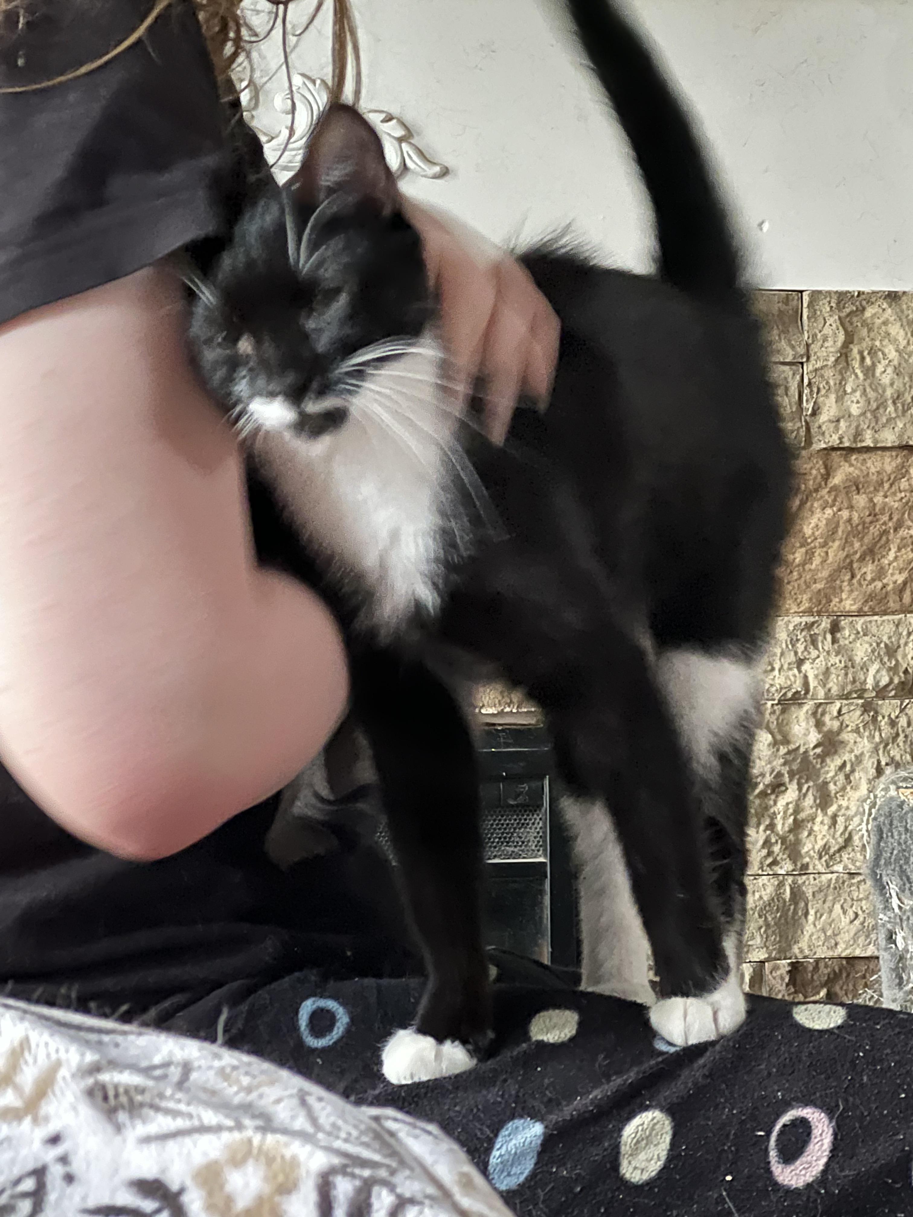 Charlie, an adoptable Domestic Short Hair in Bangor, ME, 04401 | Photo Image 2
