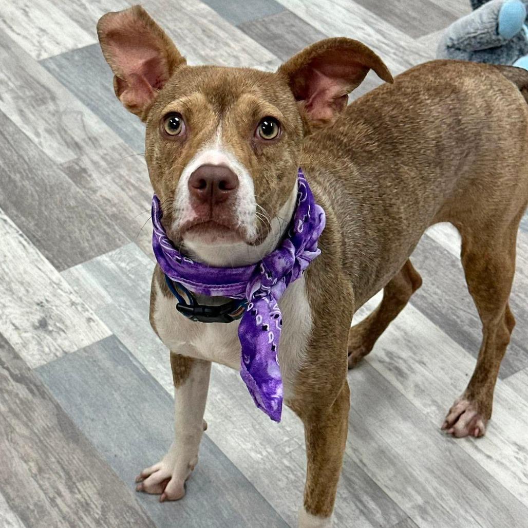 Rosie - Local August 28-30, a ADOPTABLE mixed breed in Beaverton , OR image 3/4