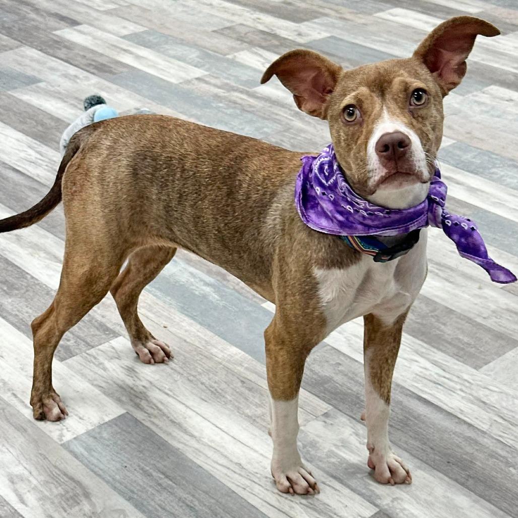Rosie - Local August 28-30, a ADOPTABLE mixed breed in Beaverton , OR image 4/4