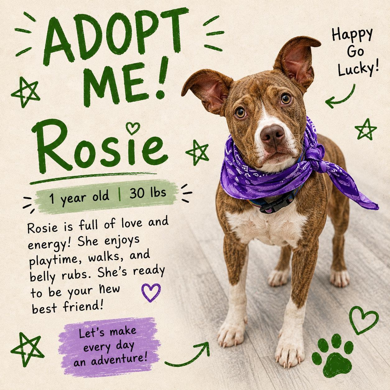 Rosie - Local August 28-30, ADOPTABLE, Young Female Labrador Retriever.