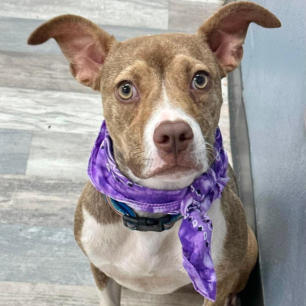 Rosie - Local August 28-30, a ADOPTABLE mixed breed in Beaverton , OR image 2/4