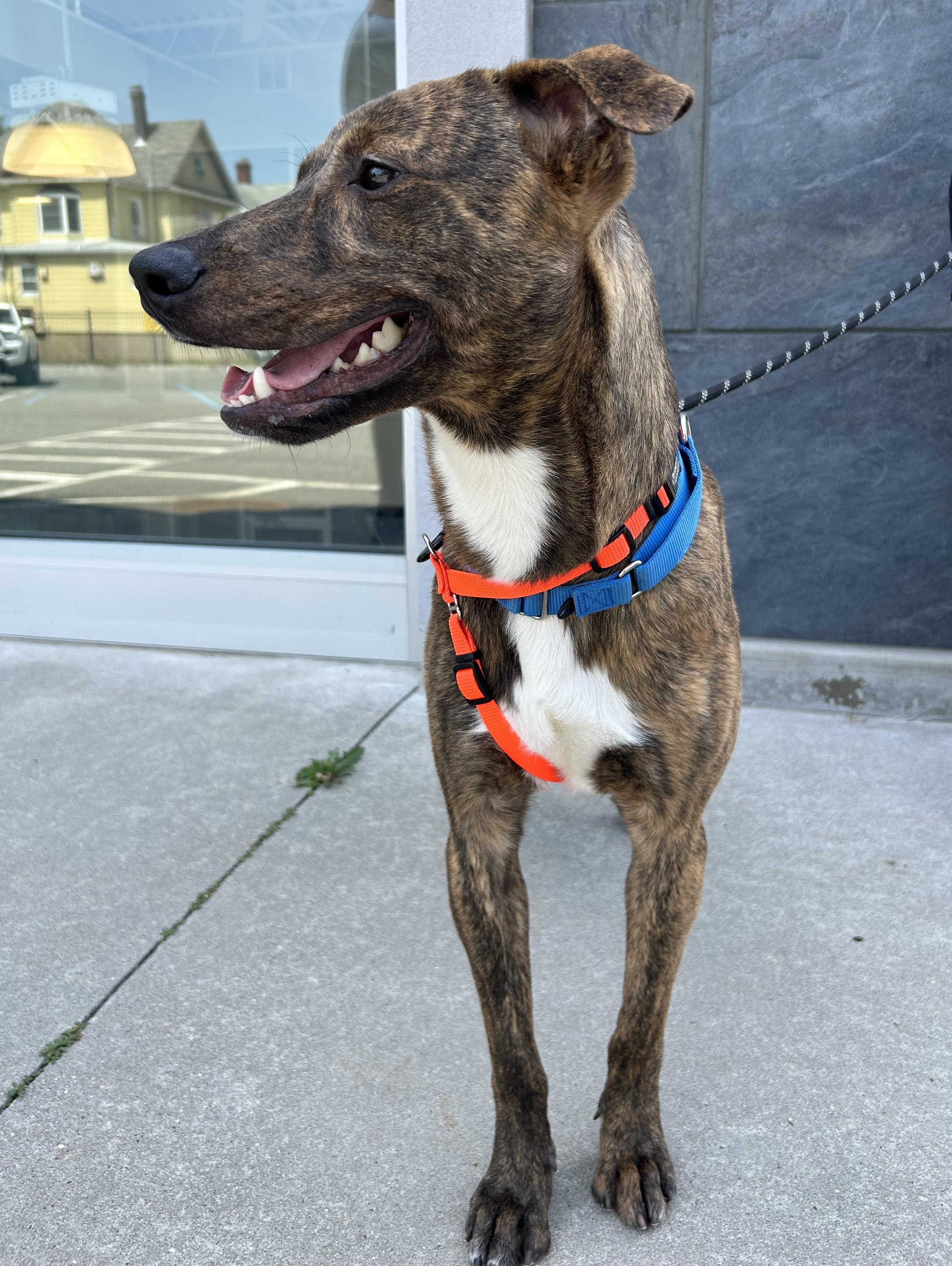 Enlarge Teddy, a Adoptable mixed breed in Closter, NJ image 4/5