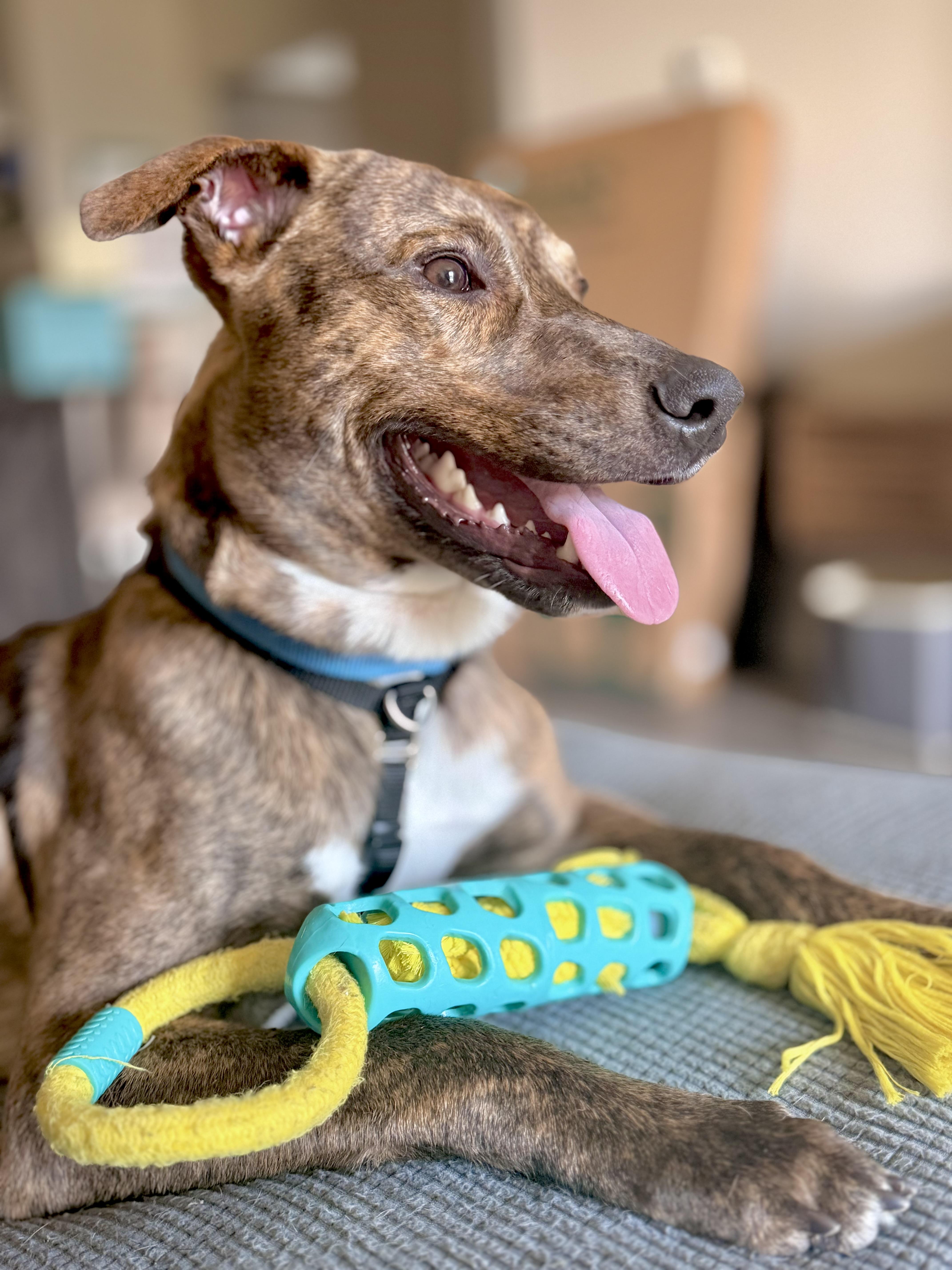 Enlarge Teddy, a Adoptable mixed breed in Closter, NJ image 2/5