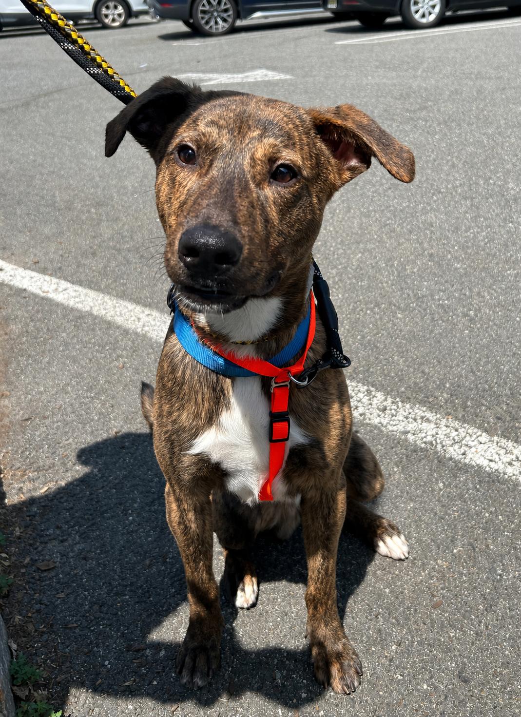 Enlarge Teddy, a Adoptable mixed breed in Closter, NJ image 5/5