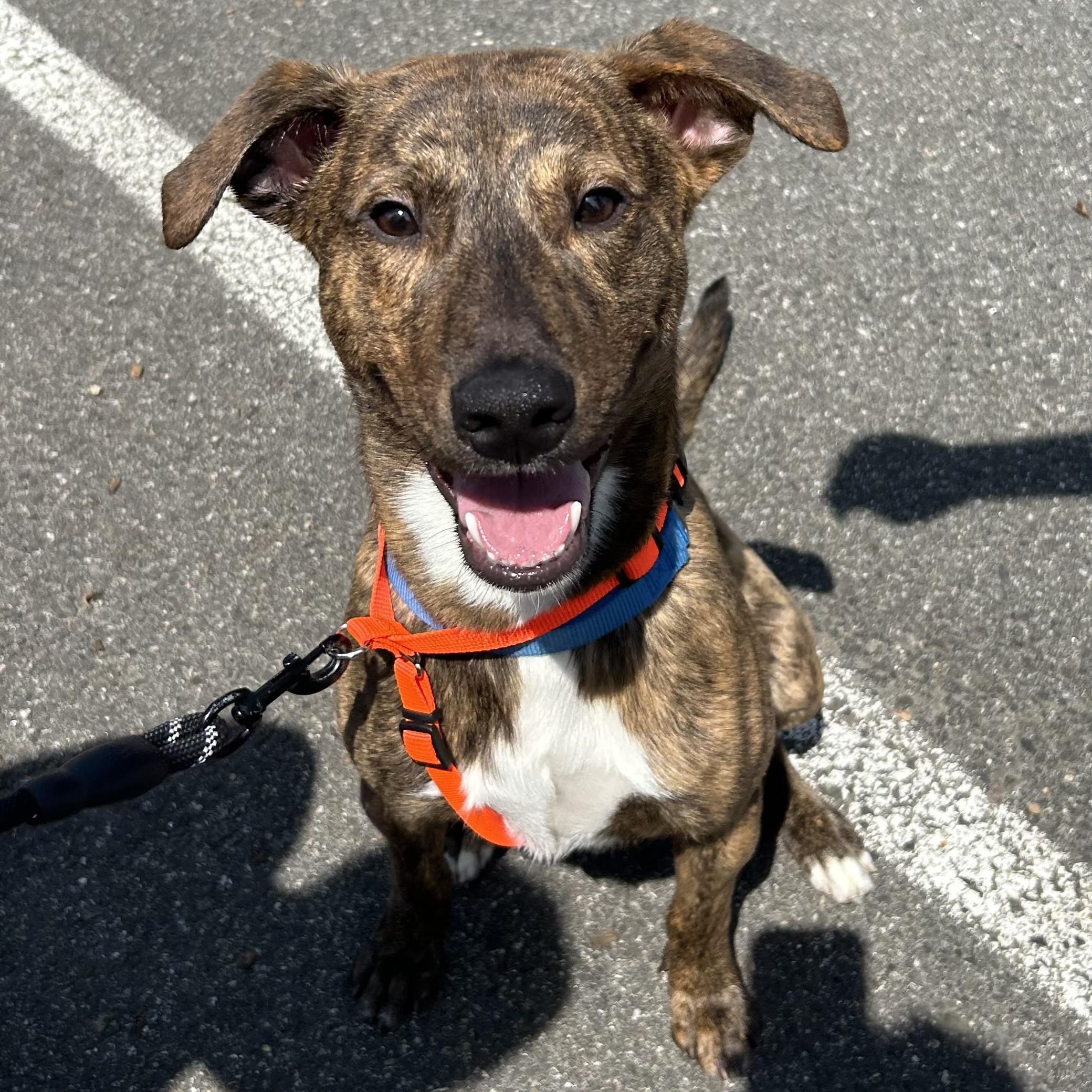 Enlarge Teddy, a Adoptable mixed breed in Closter, NJ image 3/5