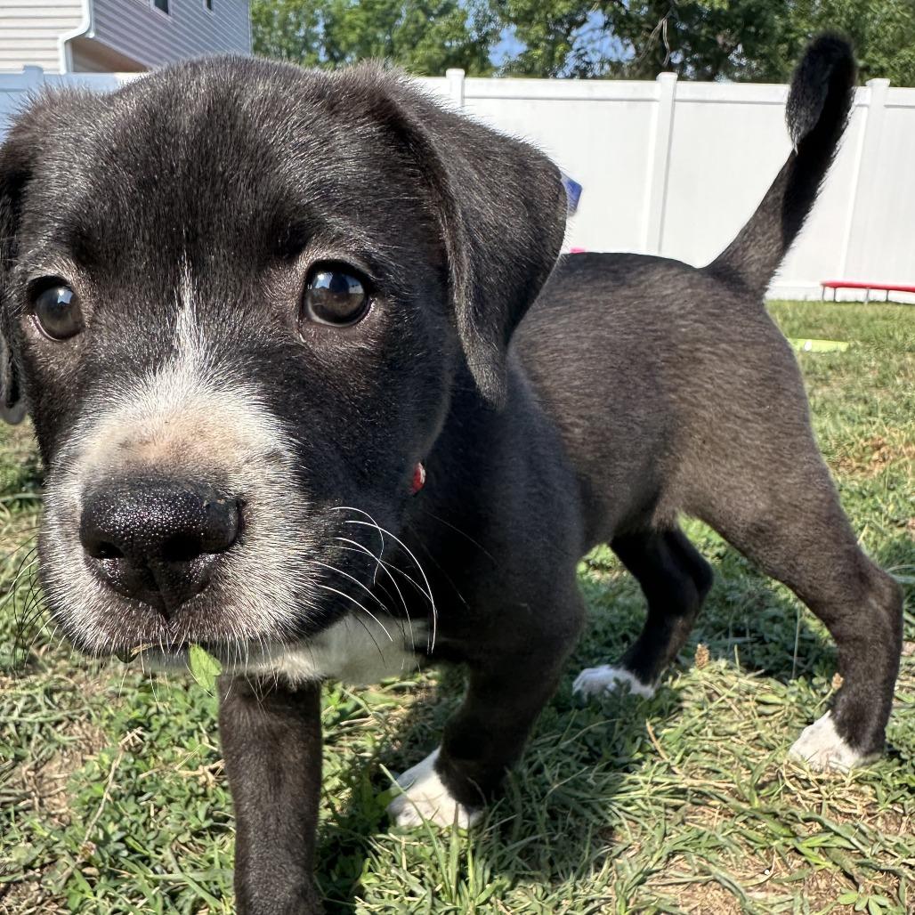 Gouda, Adoptable, Puppy Male Labrador Retriever & Pit Bull Terrier.