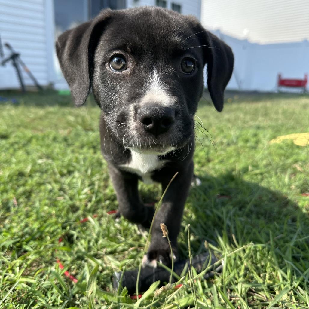 Gouda, a Adoptable mixed breed in Raleigh, NC image 2/6