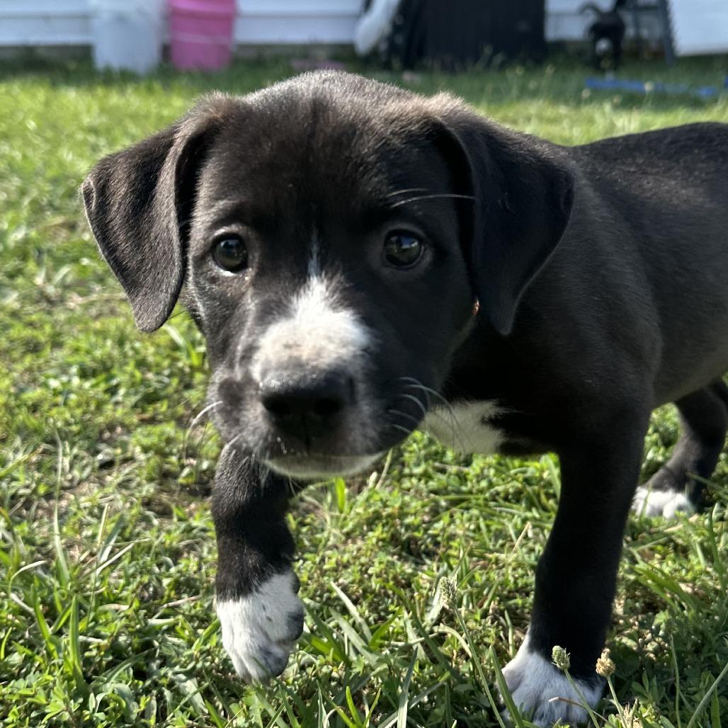 Gouda, a Adoptable mixed breed in Raleigh, NC image 3/6