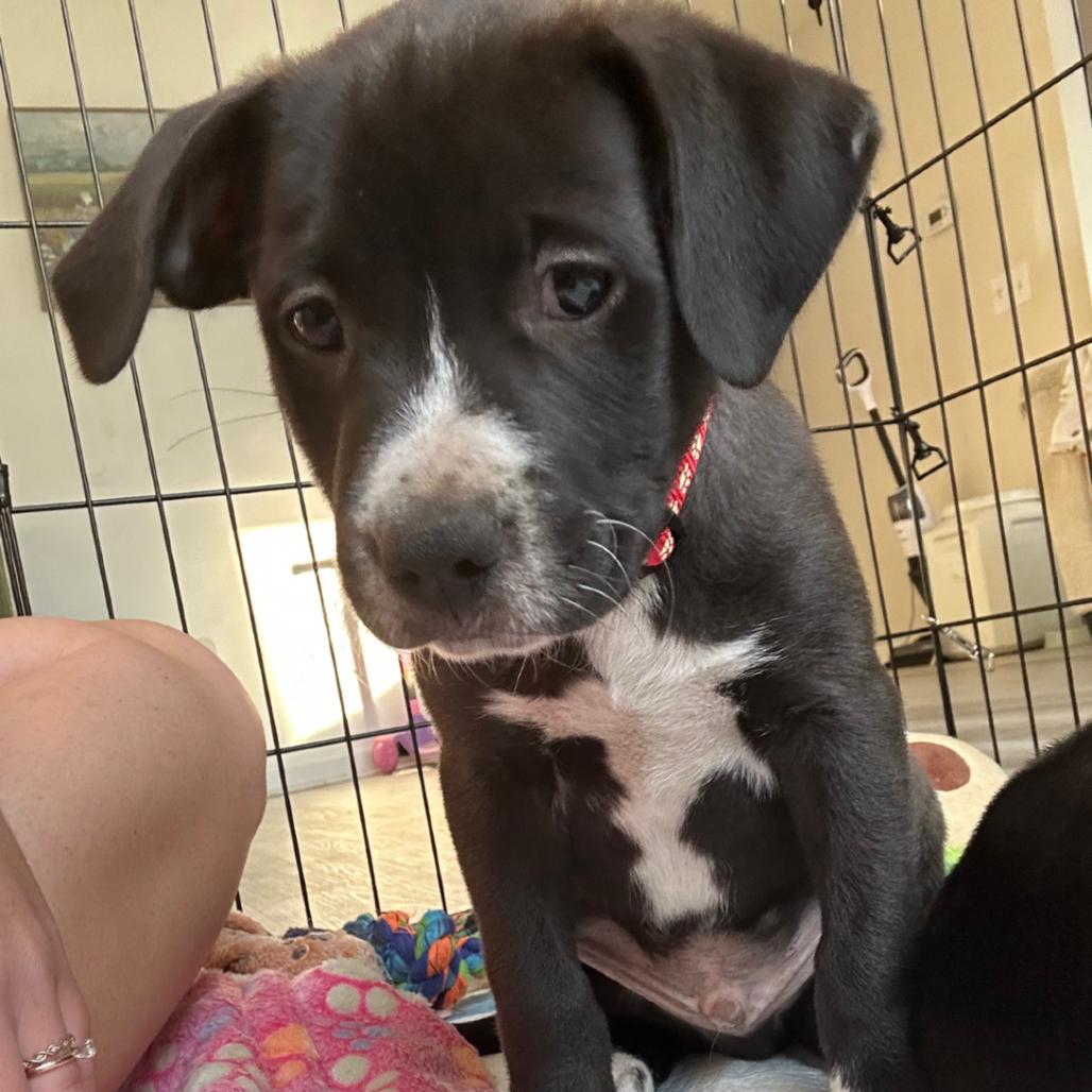 Gouda, a Adoptable mixed breed in Raleigh, NC image 4/6