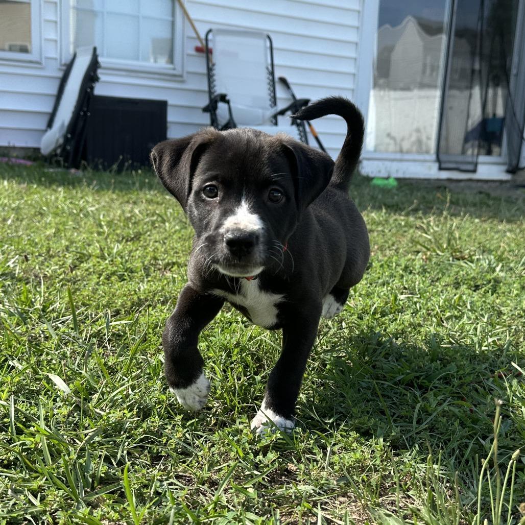 Gouda, a Adoptable mixed breed in Raleigh, NC image 6/6