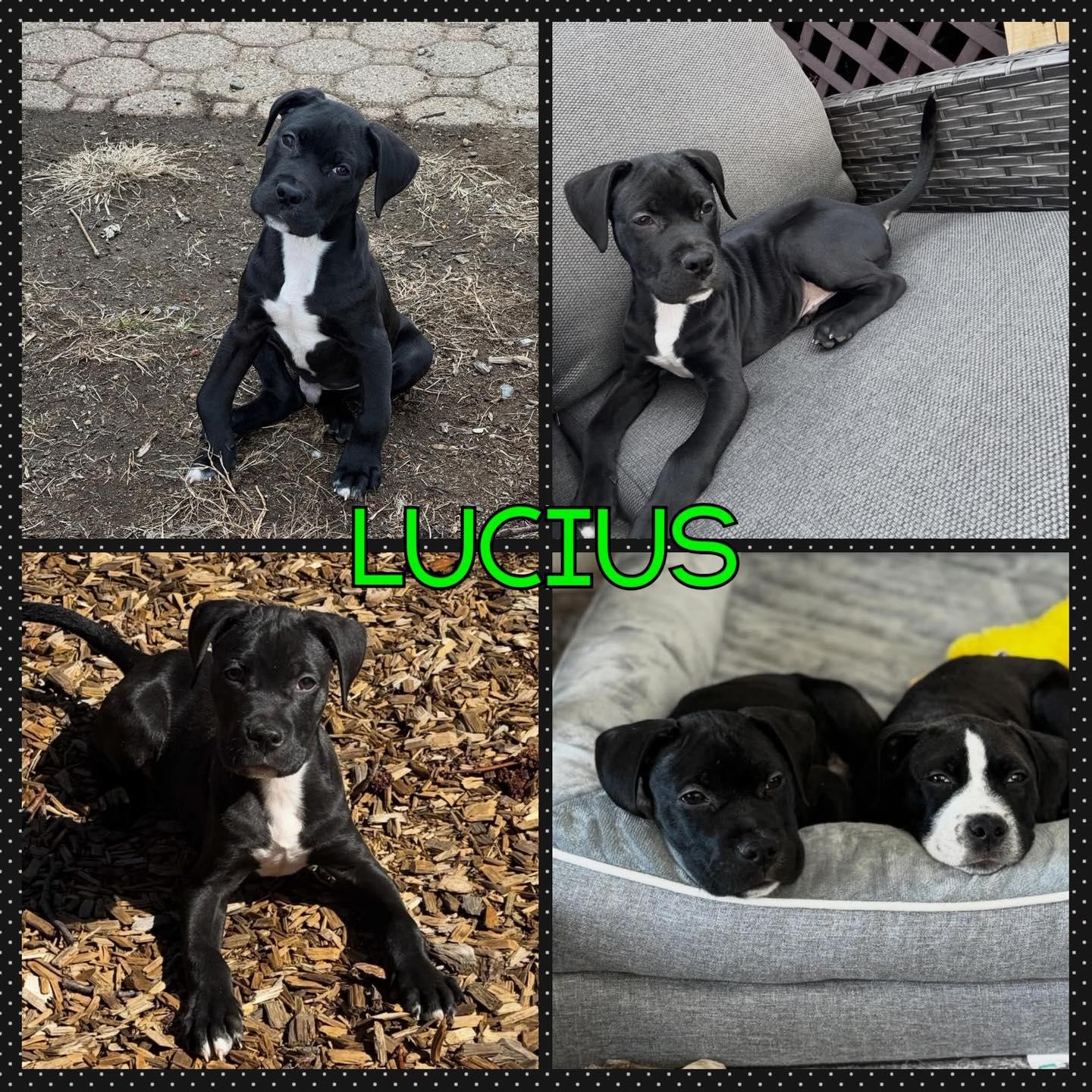 Enlarge Lucius, a Adoptable mixed breed in Stamford, CT image 1/1