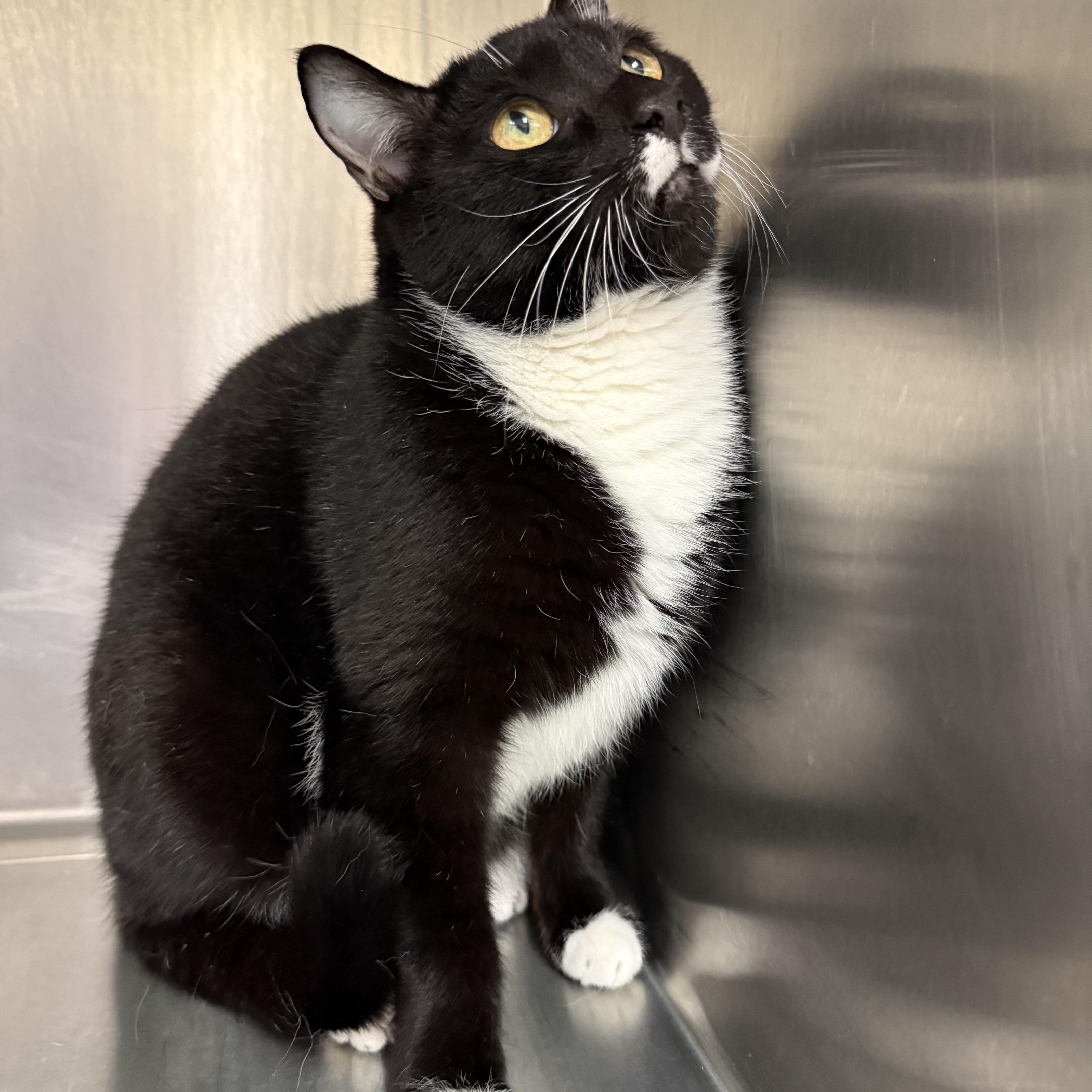 Smooches, a Adoptable mixed breed in Latrobe, PA image 3/4
