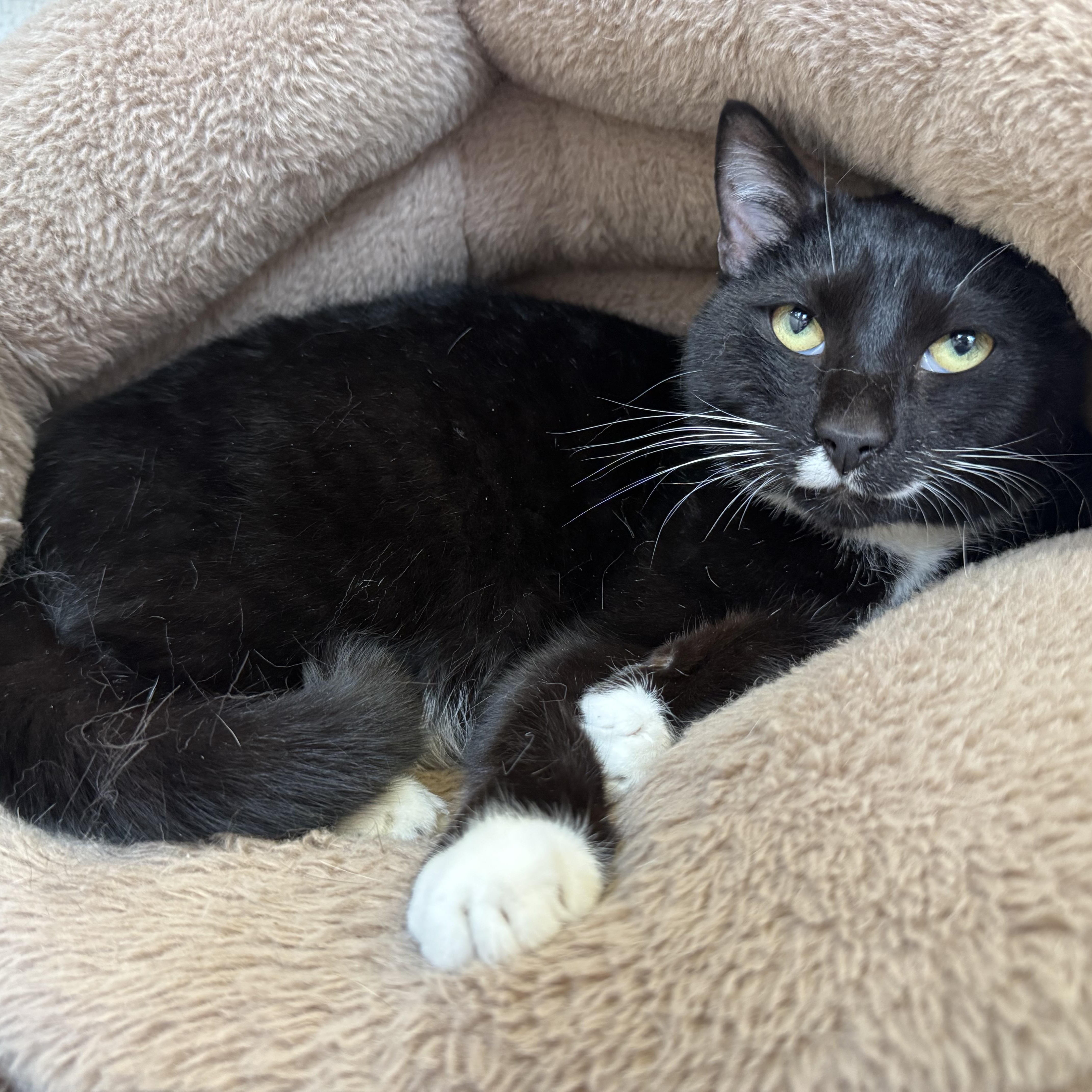 Smooches, Adoptable, Adult Male Domestic Short Hair.