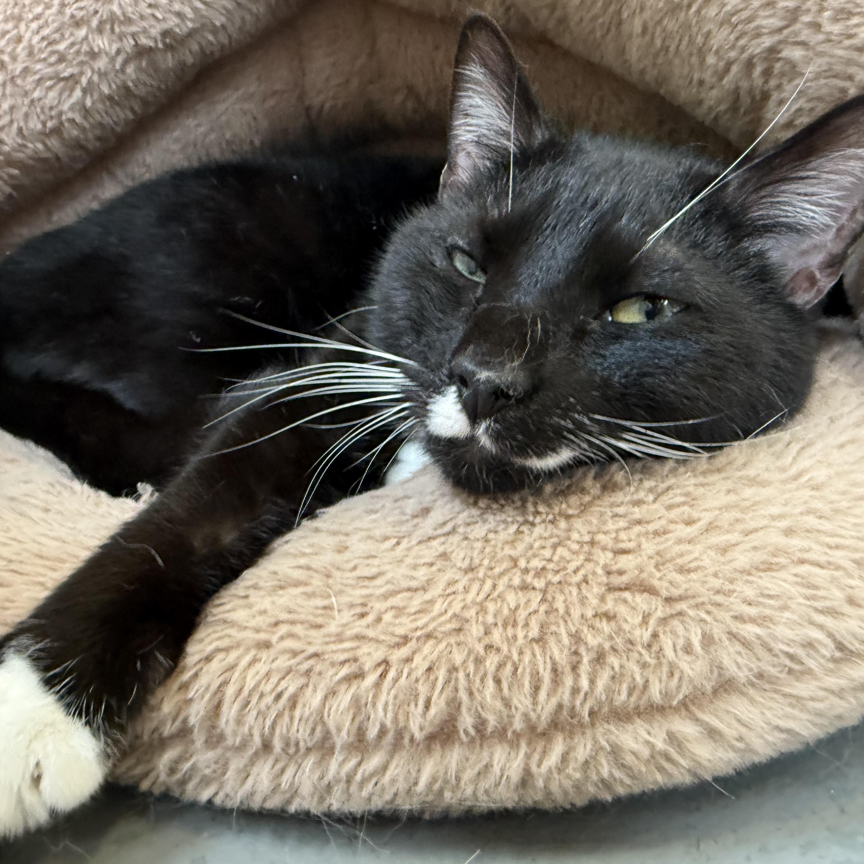 Smooches, a Adoptable mixed breed in Latrobe, PA image 4/4