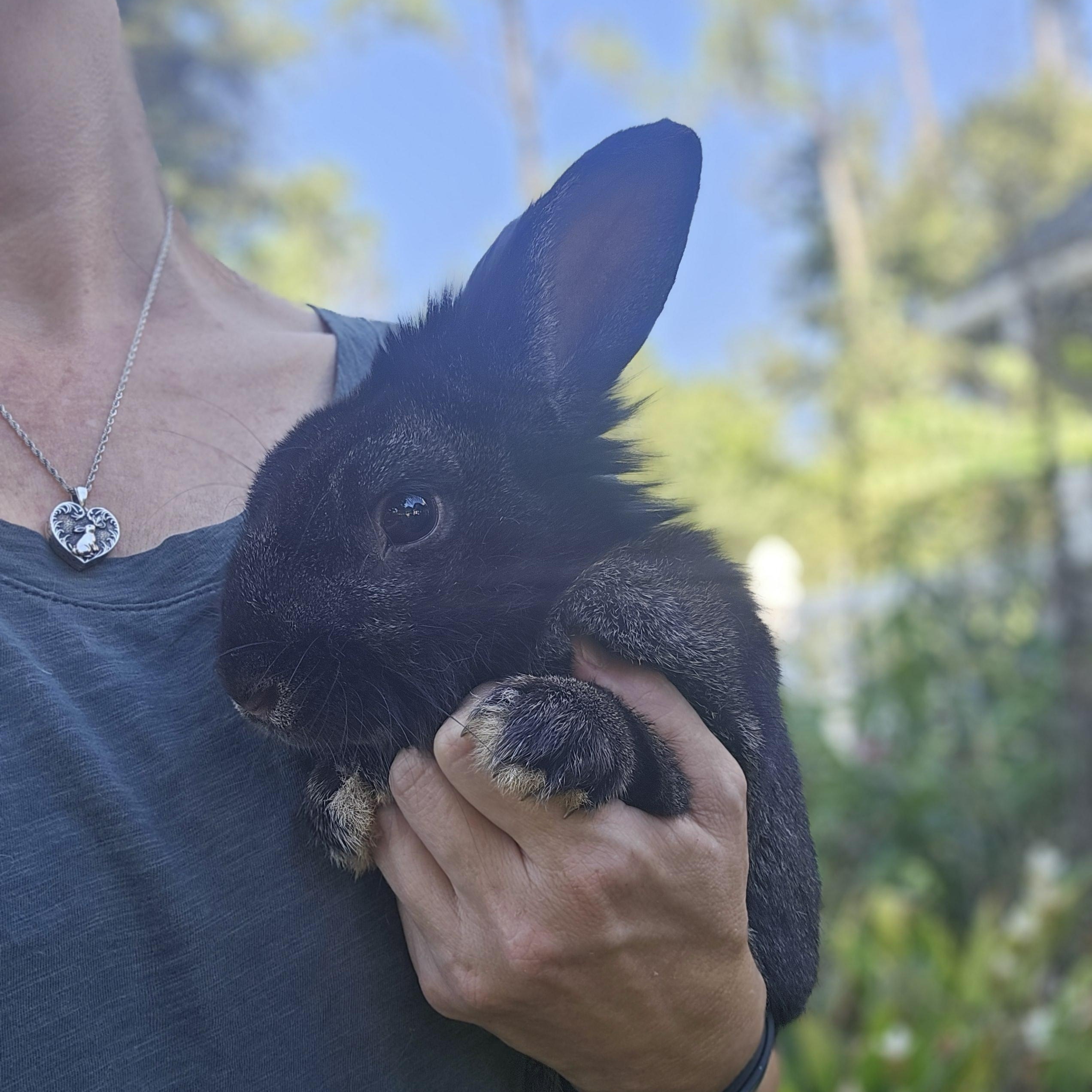 Enlarge Chester, a Adoptable mixed breed in FOLEY, AL image 2/2