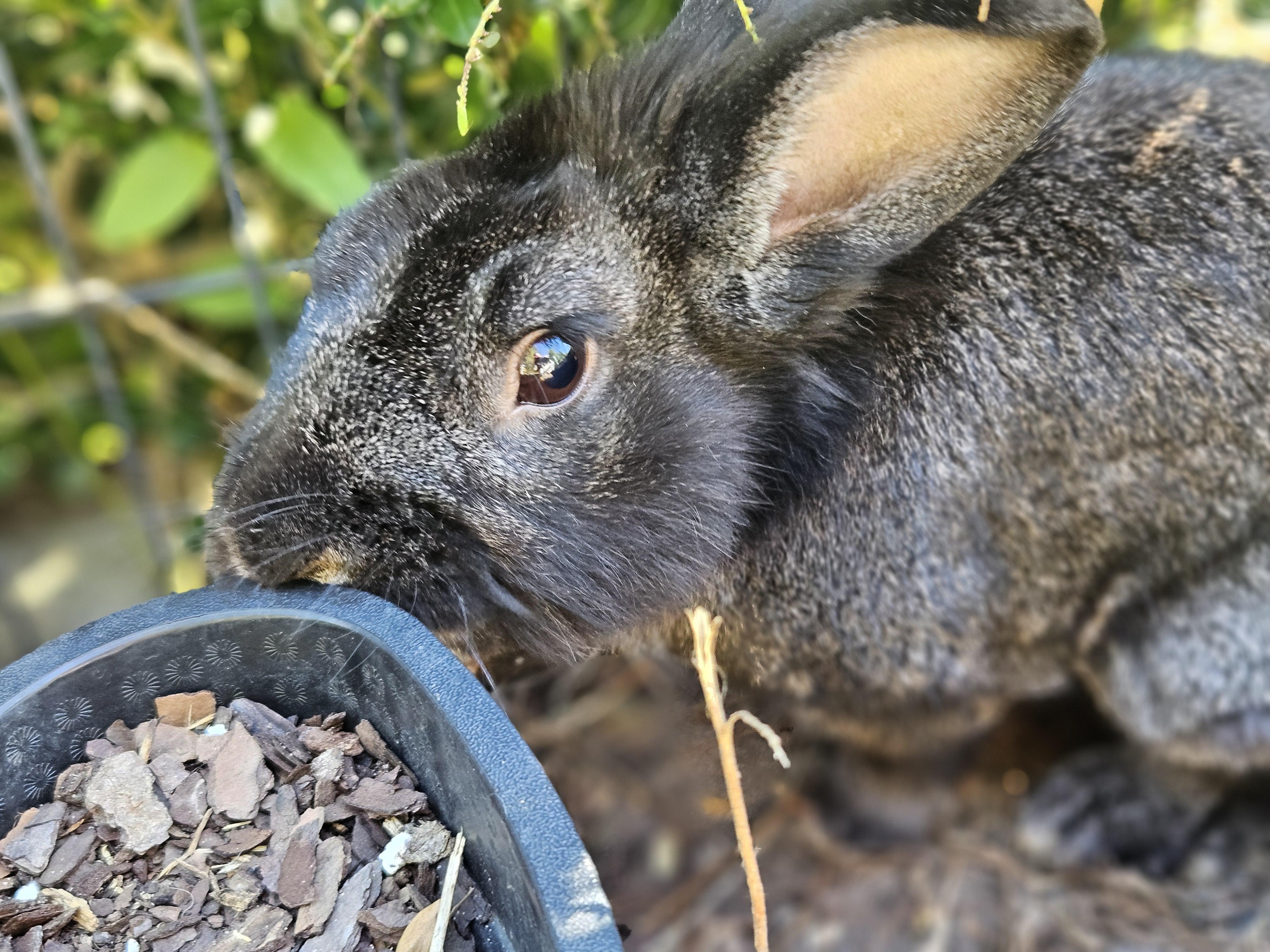 Chester, Adoptable, Adult Male Havana.