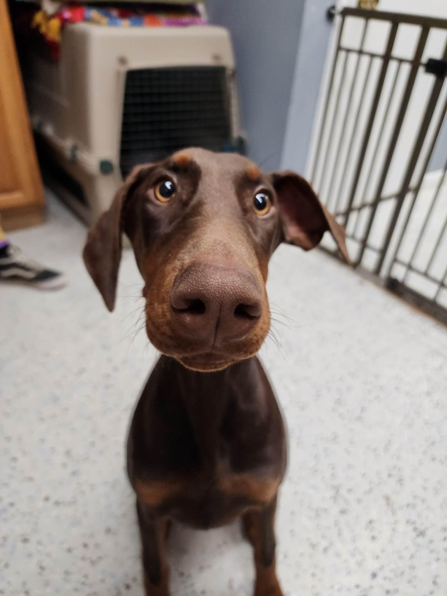 Tori, Adopted, Young Female Doberman Pinscher.