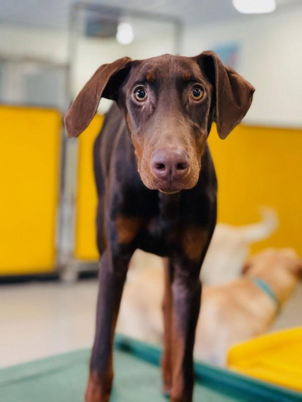 Enlarge Tori, a Adopted Doberman Pinscher in Buffalo, MN image 2/3