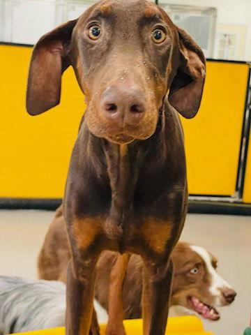 Enlarge Tori, a Adopted Doberman Pinscher in Buffalo, MN image 3/3