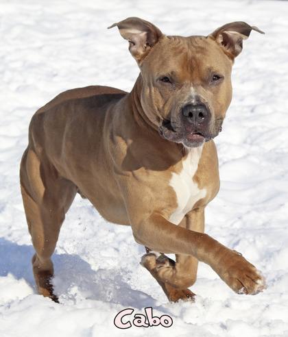 Enlarge Cabo, a Adoptable mixed breed in Mason, MI image 1/3