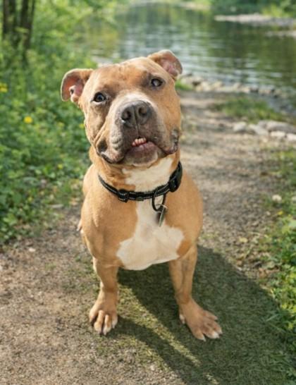 Enlarge Cabo, a Adoptable mixed breed in Mason, MI image 2/3