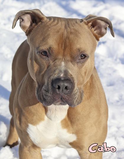 Enlarge Cabo, a Adoptable mixed breed in Mason, MI image 3/3