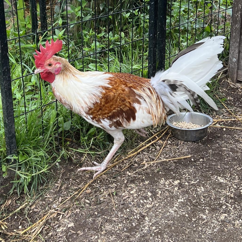 Lightnin, Adoptable, Young Male Chicken.
