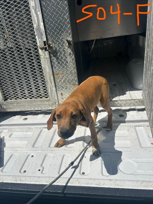 Enlarge Willow, a Adoptable Pit Bull Terrier in Supply, NC image 1/2