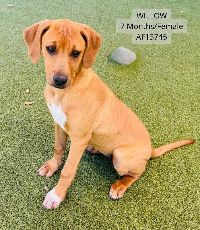 Enlarge Willow, a Adoptable Pit Bull Terrier in Supply, NC image 2/2