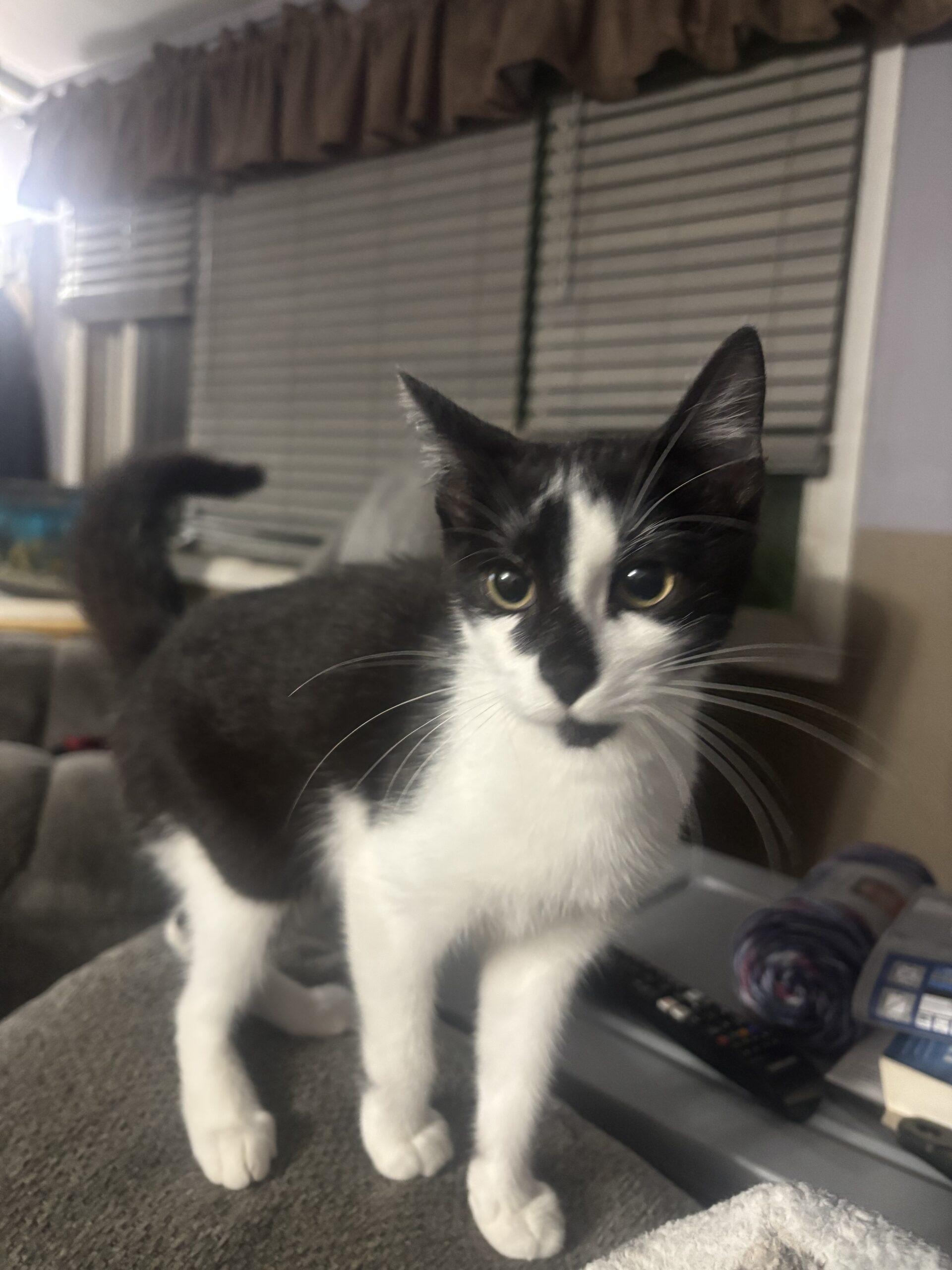 Claire, Adoptable, Kitten Female Domestic Short Hair.