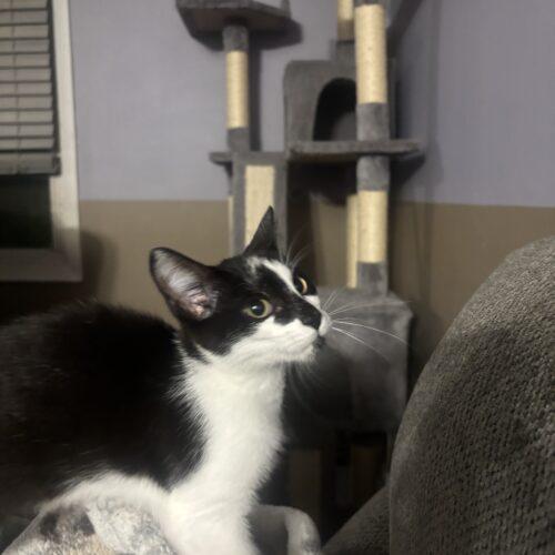 Enlarge Claire, a Adoptable Domestic Short Hair in Kirksville, MO image 2/4