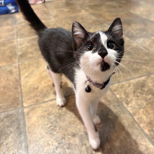 Enlarge Claire, a Adoptable Domestic Short Hair in Kirksville, MO image 3/4