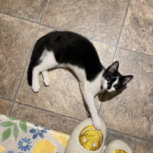 Enlarge Claire, a Adoptable Domestic Short Hair in Kirksville, MO image 4/4