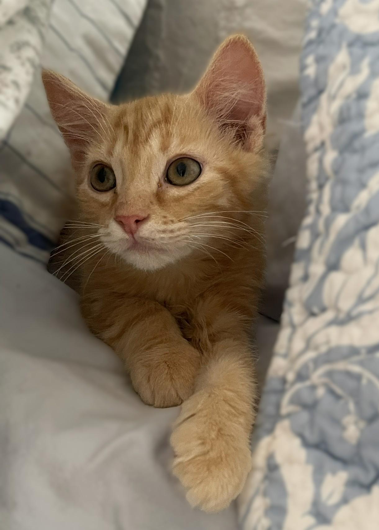 Enlarge Sugarbaby, a Adoptable mixed breed in Culpeper, VA image 6/6