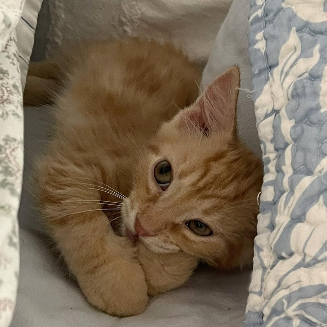 Enlarge Sugarbaby, a Adoptable mixed breed in Culpeper, VA image 4/6