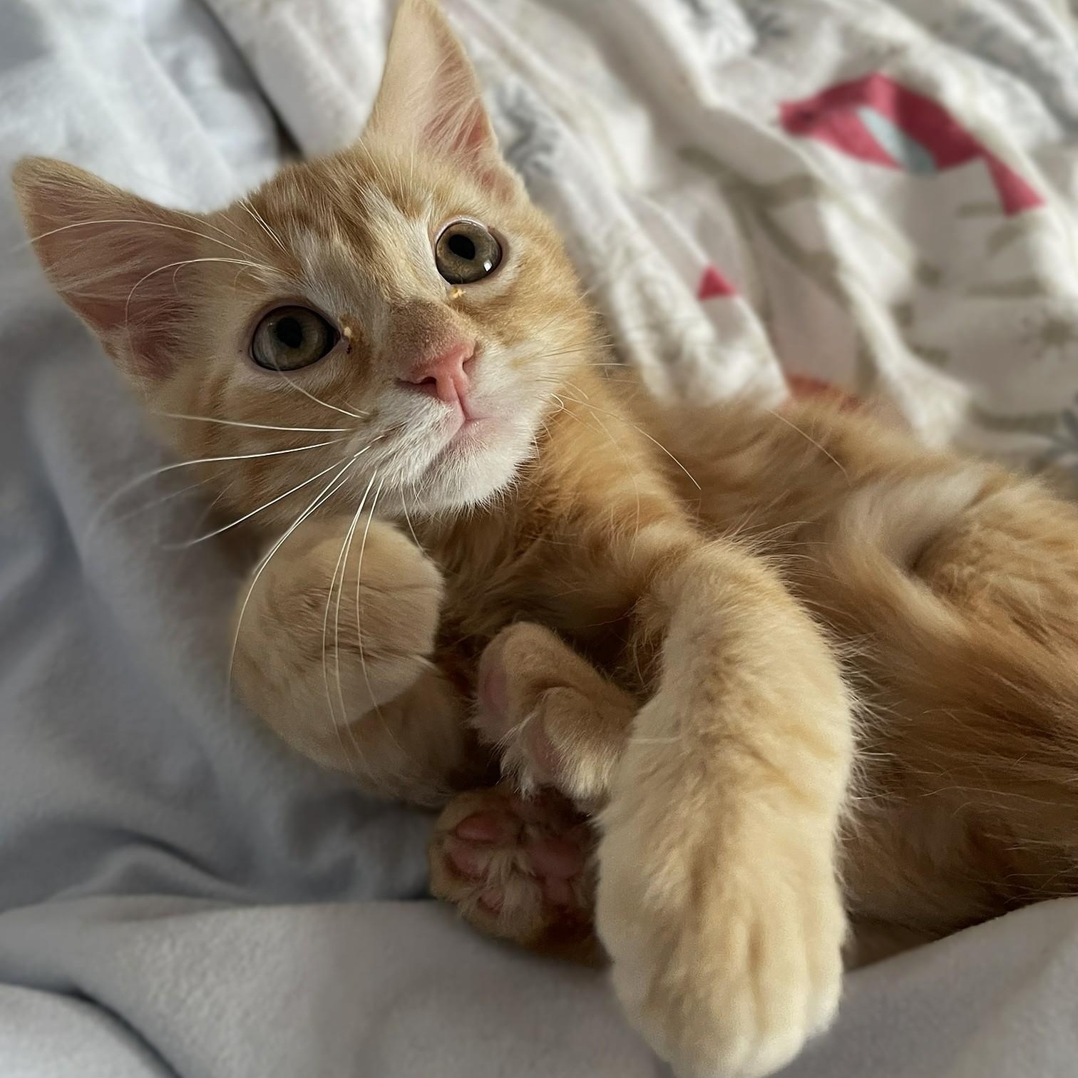 Enlarge Sugarbaby, a Adoptable mixed breed in Culpeper, VA image 3/6