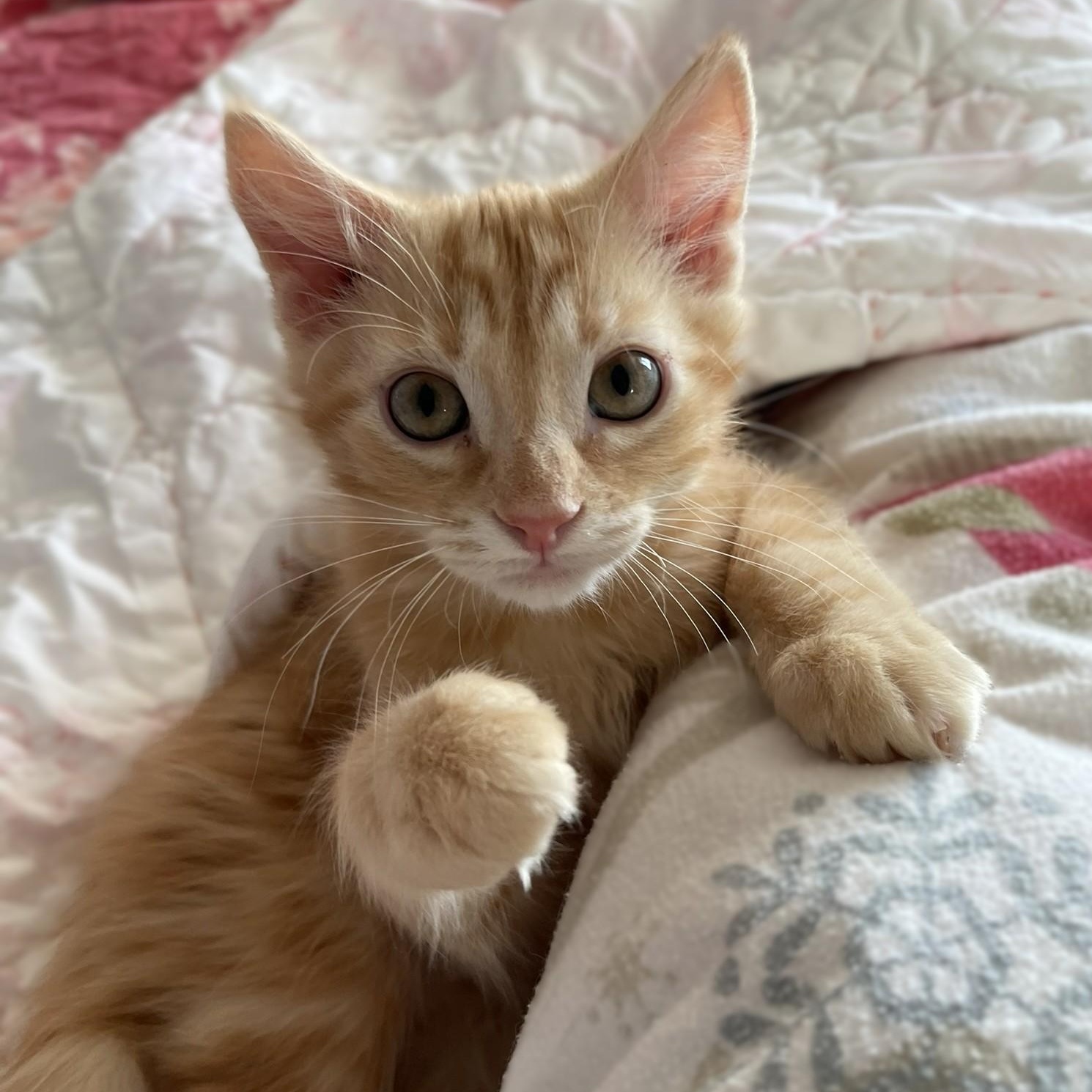 Enlarge Sugarbaby, a Adoptable mixed breed in Culpeper, VA image 2/6