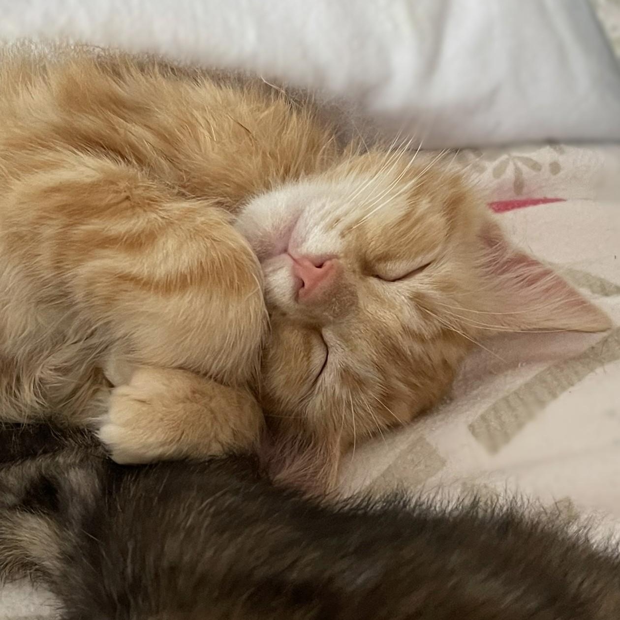 Enlarge Sugarbaby, a Adoptable mixed breed in Culpeper, VA image 5/6