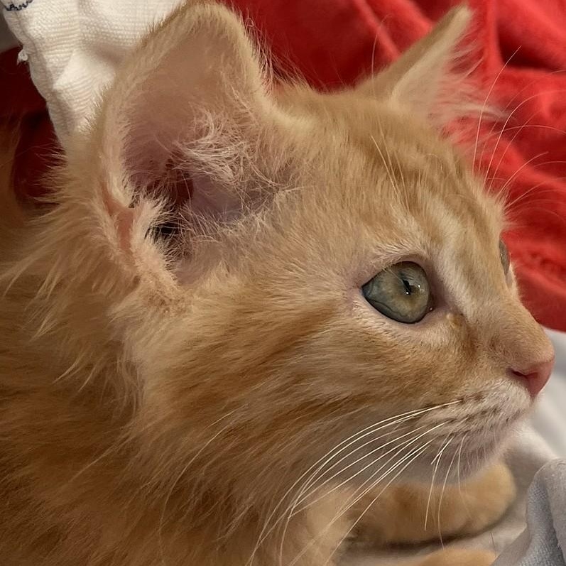 Sugarbaby, Adoptable, Kitten Male Tabby & Domestic Medium Hair.