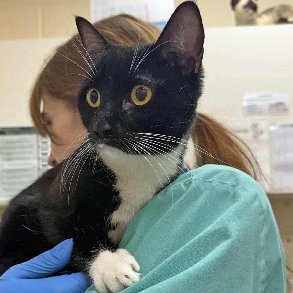 Enlarge Coco Chanel Monet $99, a Adoptable Domestic Short Hair in Springfield, MA image 1/2