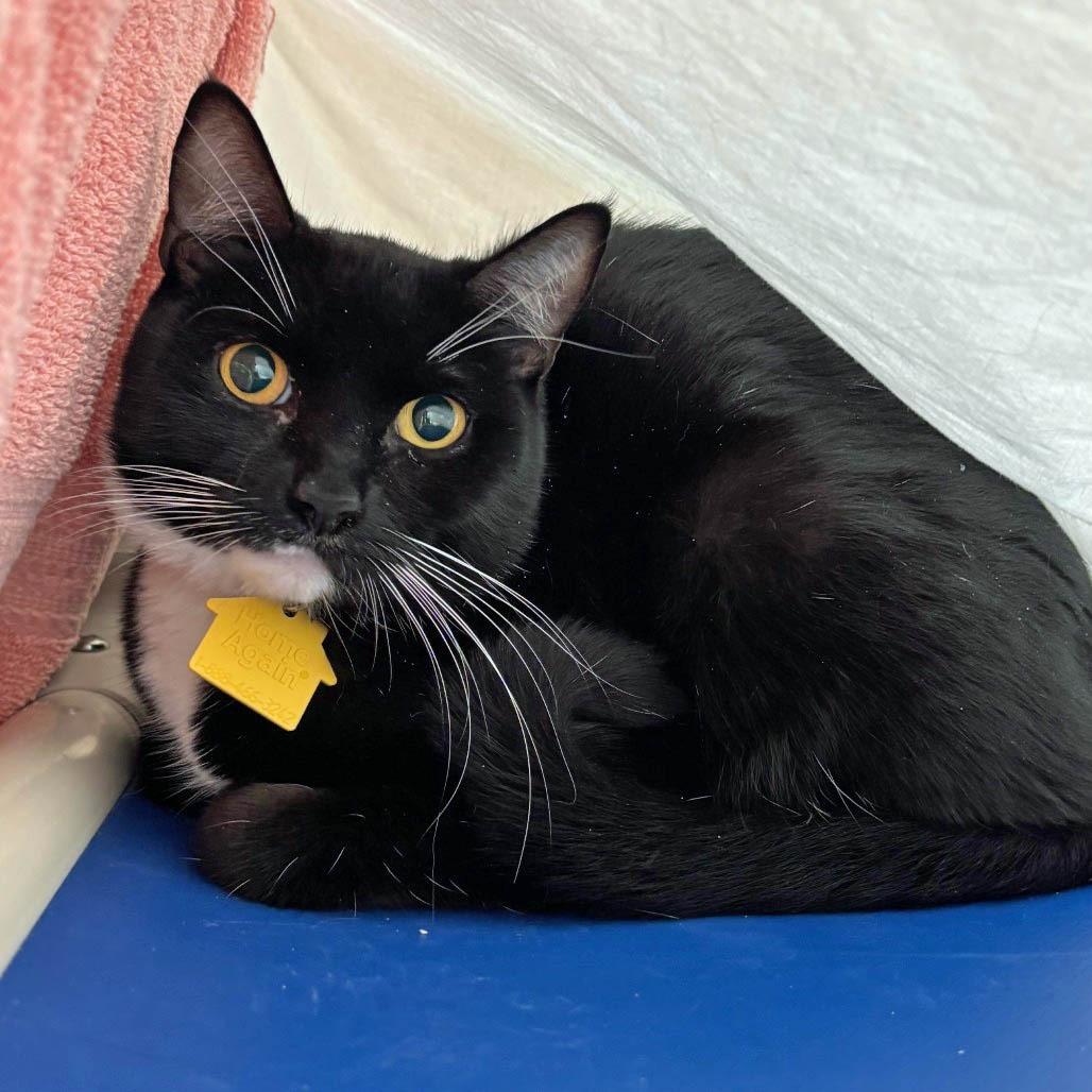 Enlarge Coco Chanel Monet $99, a Adoptable Domestic Short Hair in Springfield, MA image 2/2