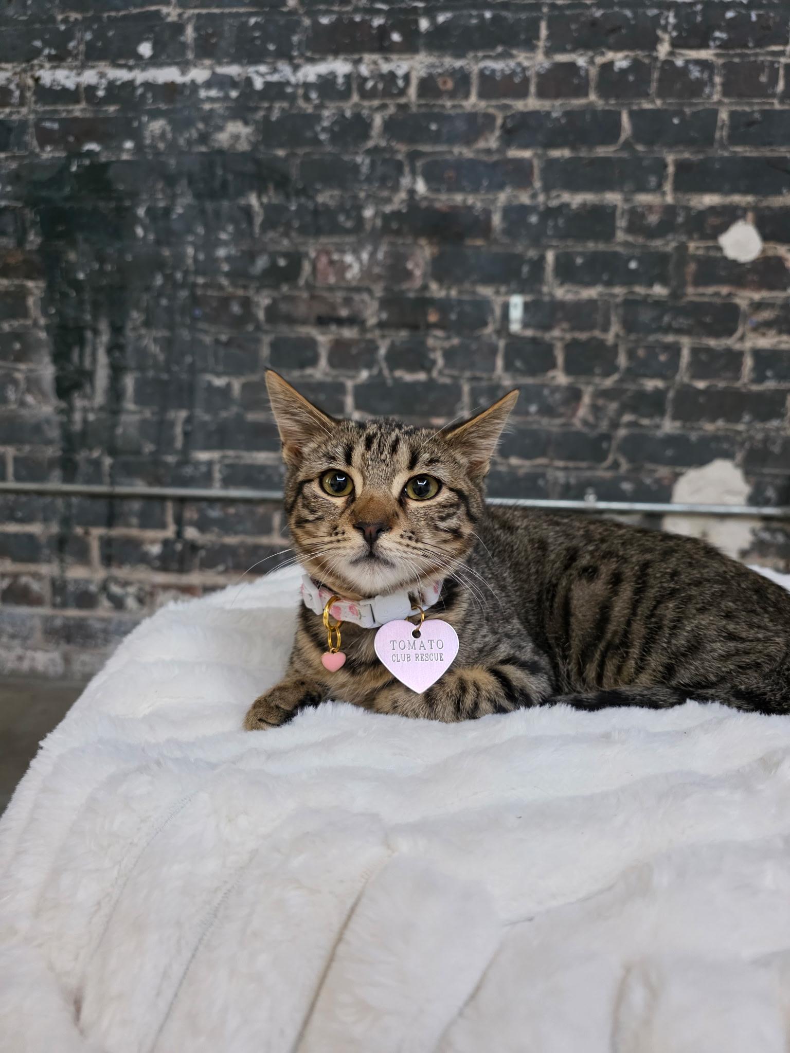 Liam, a Adoptable Tabby in New Orleans, LA image 2/2