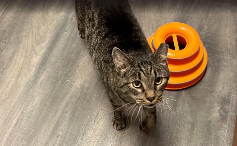Henry, Adoptable, Senior Male Domestic Short Hair.