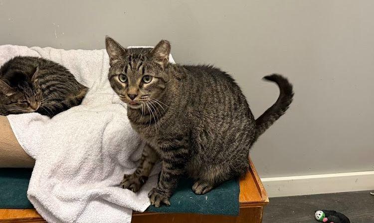 Henry, a Adoptable Domestic Short Hair in Hudson, NH image 2/2