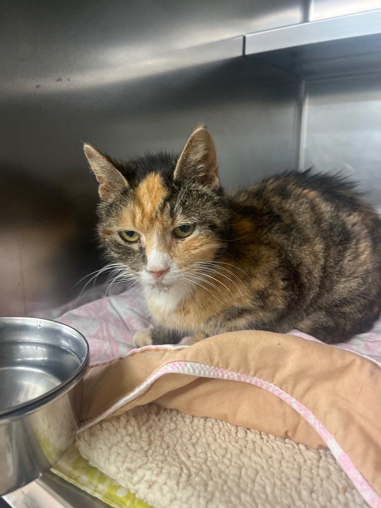 Snickers, Adoptable, Adult Female Domestic Short Hair.